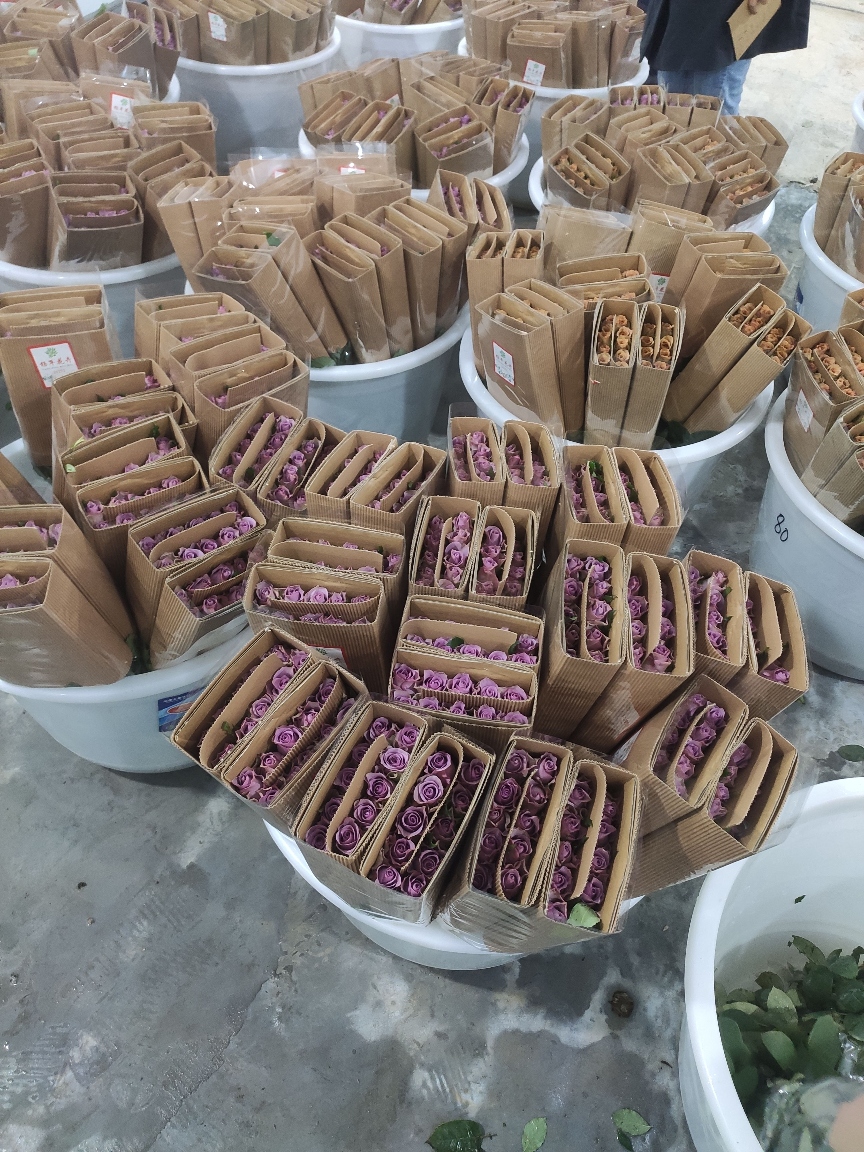 玫瑰切花  玫瑰鲜切花，卡罗拉