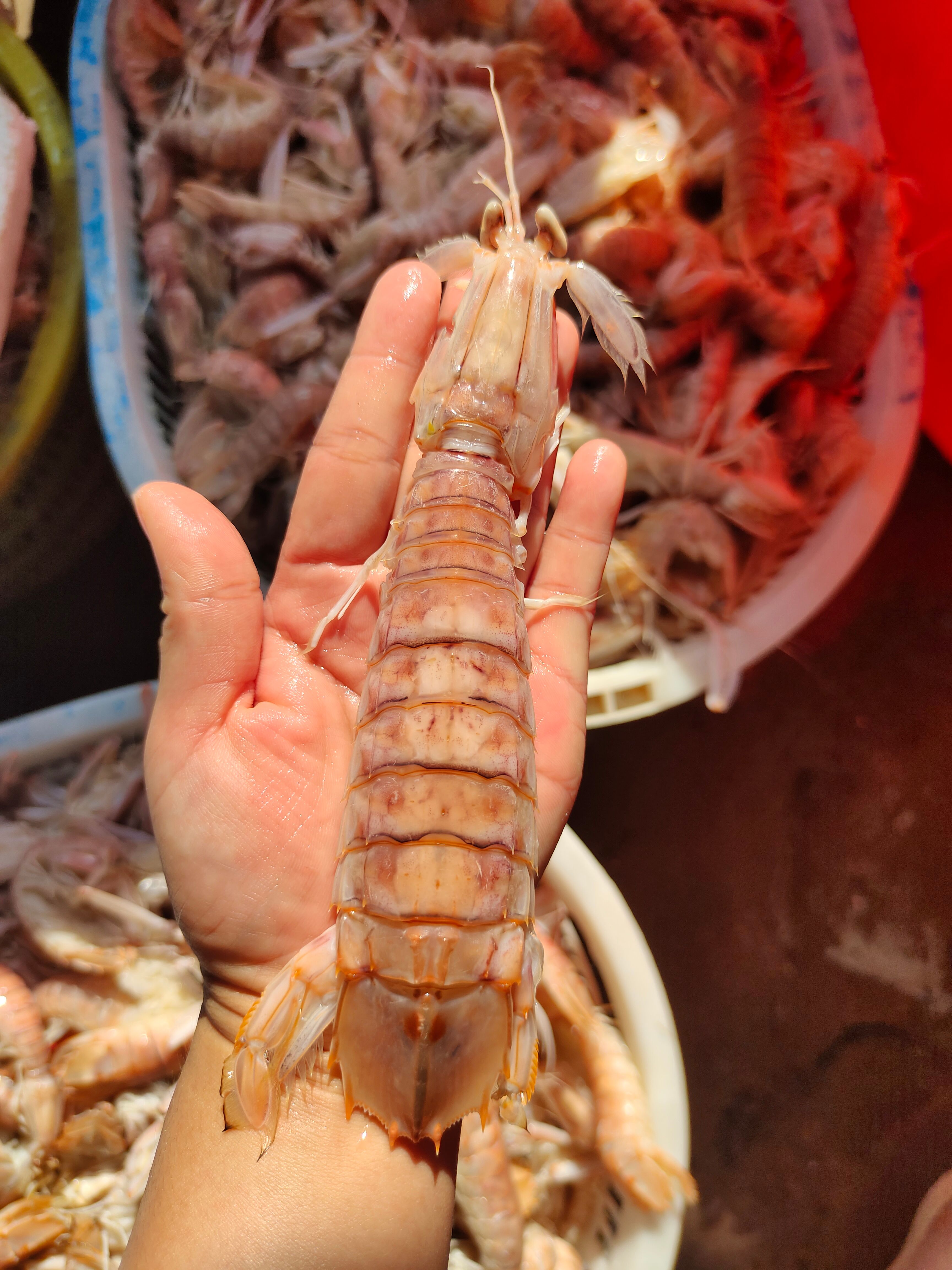 皮皮虾/虾姑/爬爬虾  熟冻的，合适自助餐厅酒店烧烤店使用