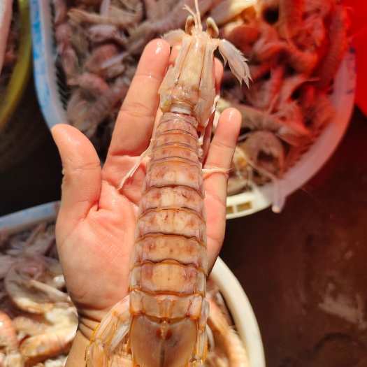 北海皮皮虾/虾姑/爬爬虾  熟冻的，合适自助餐厅酒店烧烤店使用