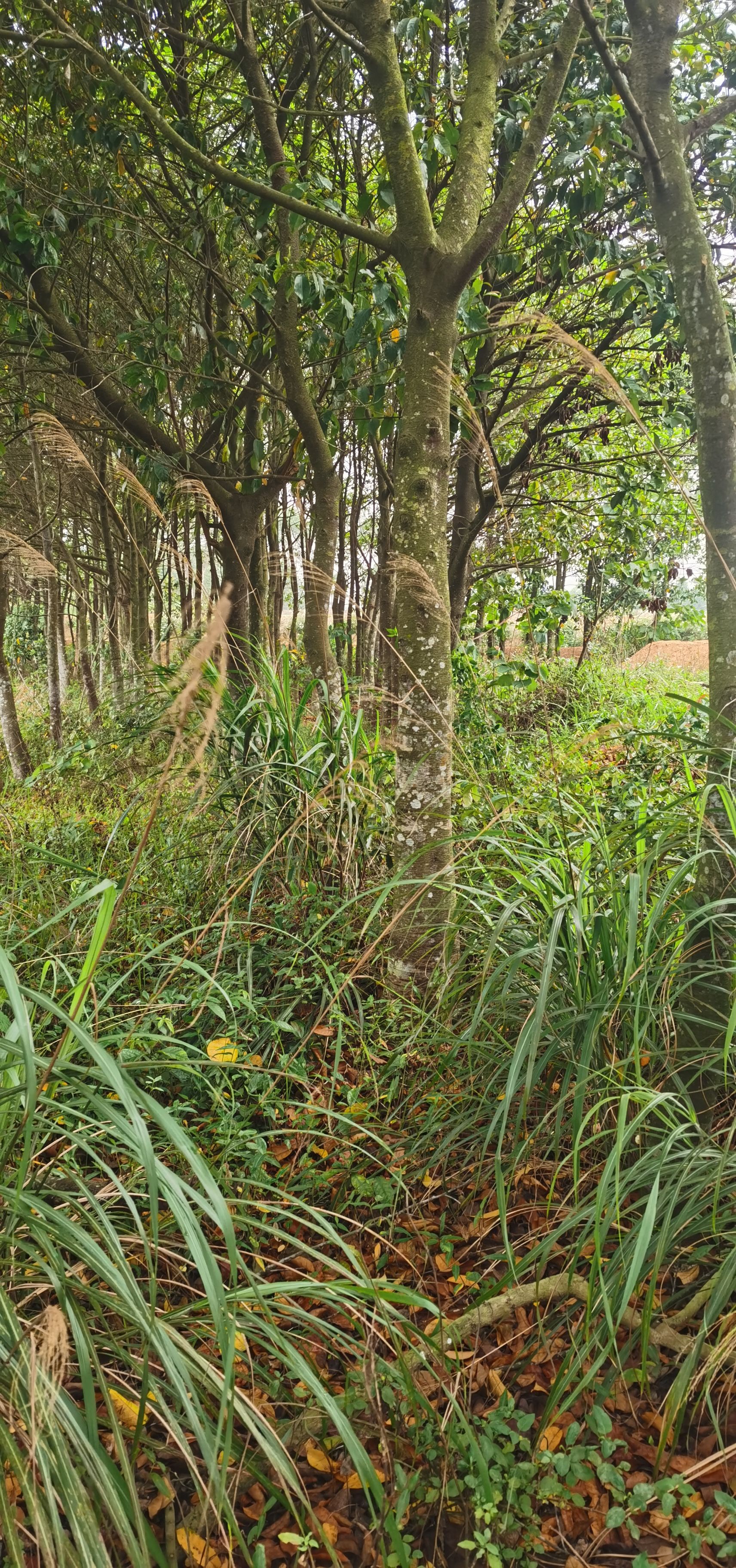 钦州胭脂树 3.5米~5米 12-20公分 15-25公分 1米以下 带土球发货 