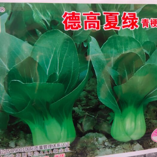 余干县白菜种子 杂交青梗菜。德高夏绿，叶色绿，淡绿色，
