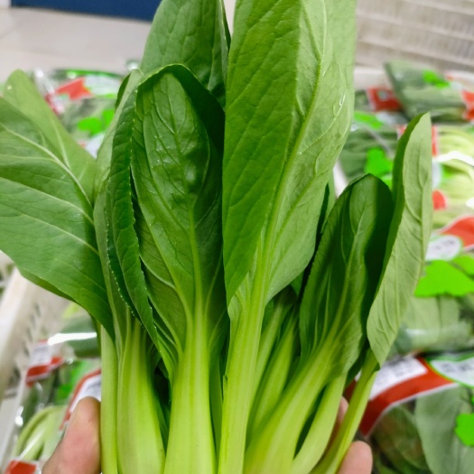 上海上海青 青菜