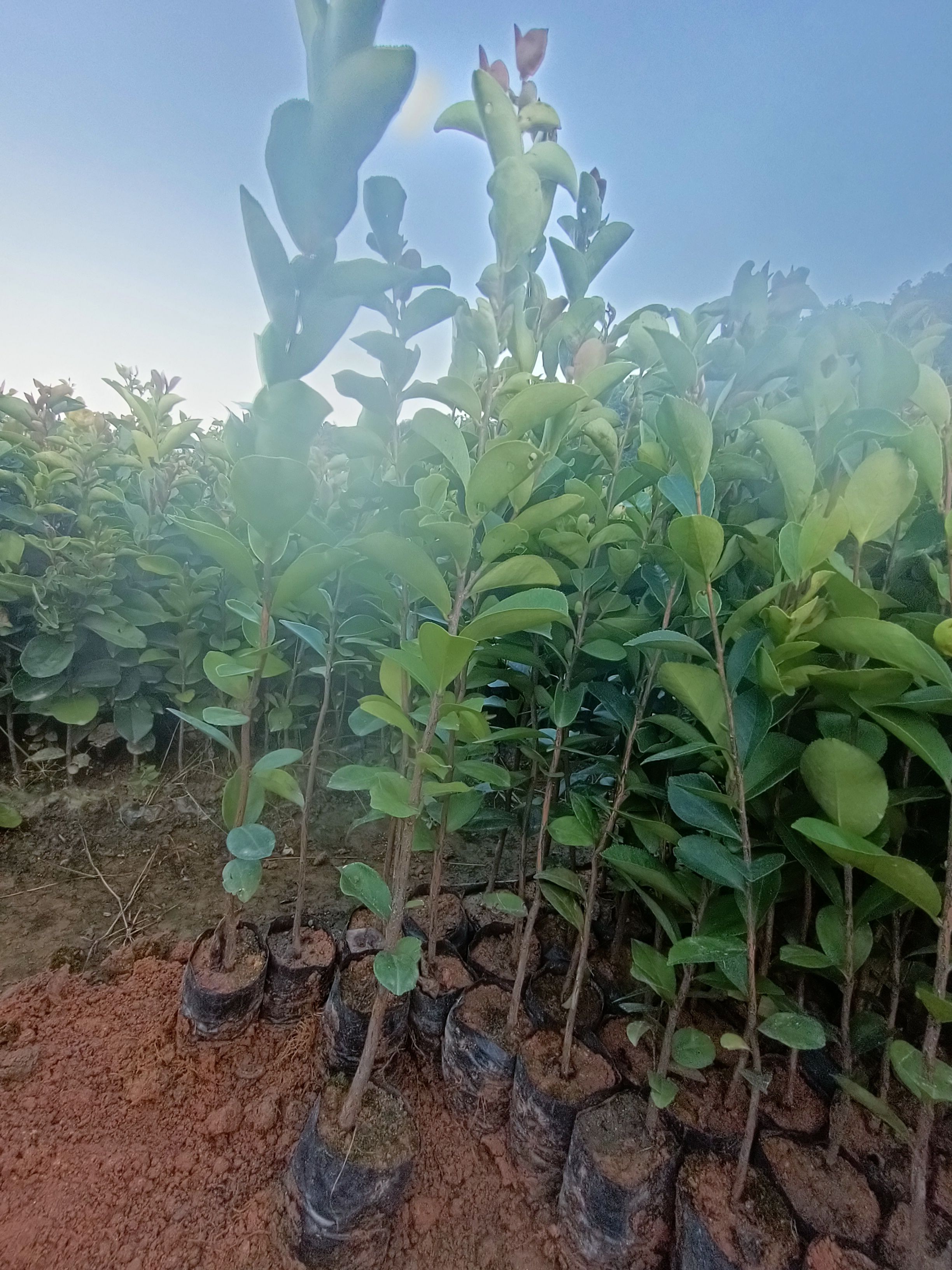 油茶树苗  40公分起油茶苗