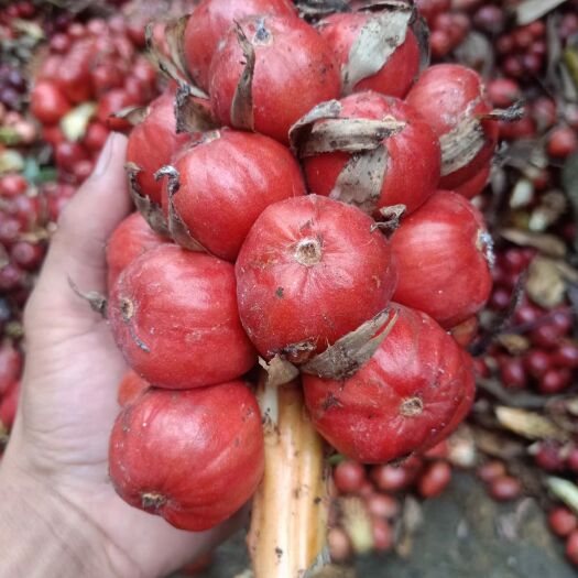 福贡县云南怒江 草果