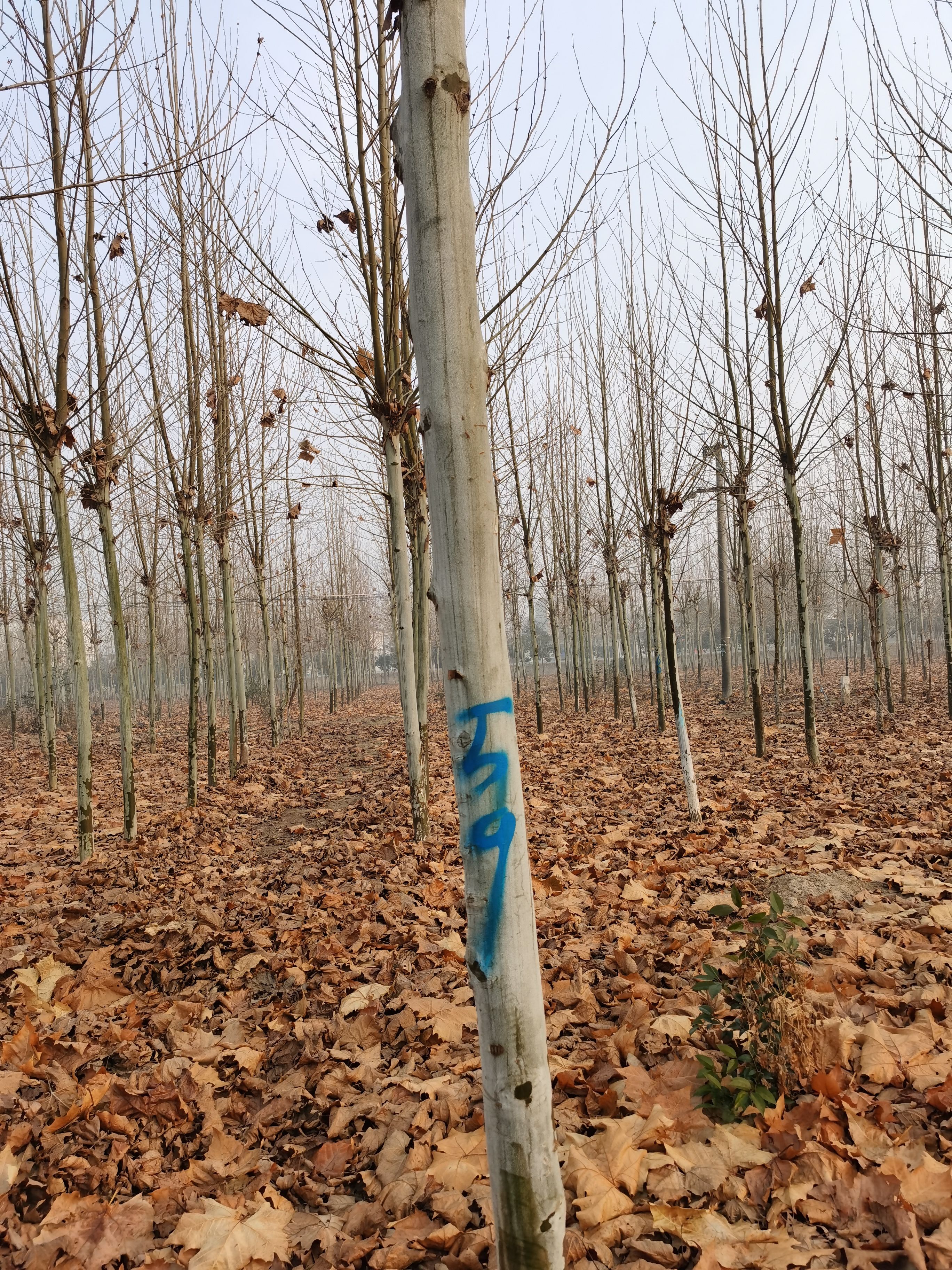 西华县 法桐供应8-10-12-15-20公分各种规格的法国梧桐树