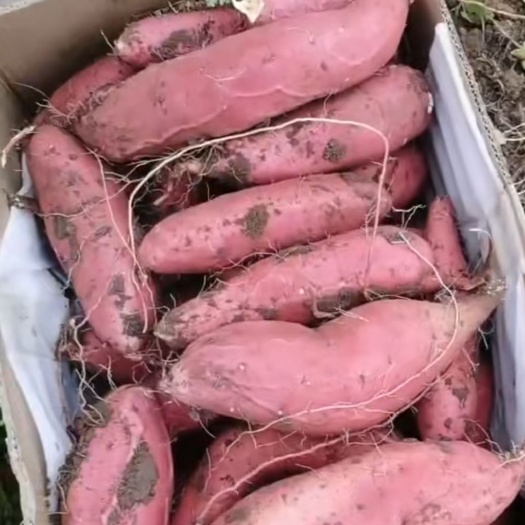 夏津县烟薯25(蜜薯)，