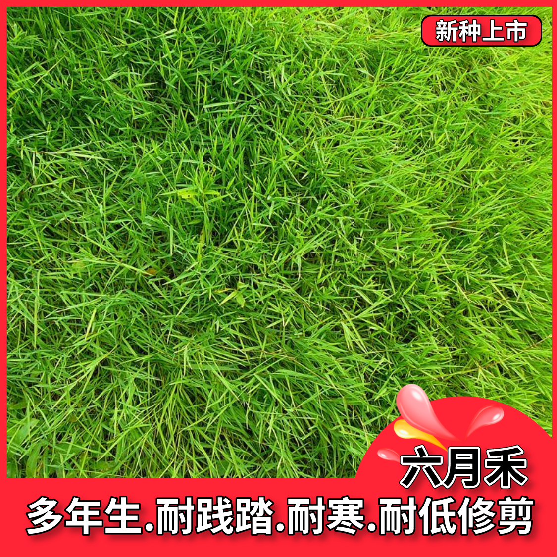 沭阳县六月禾种子草坪种子草籽草种耐寒北方东北适用园林绿化工程