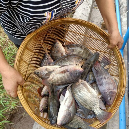 乐山脆肉罗非鱼 罗非鱼