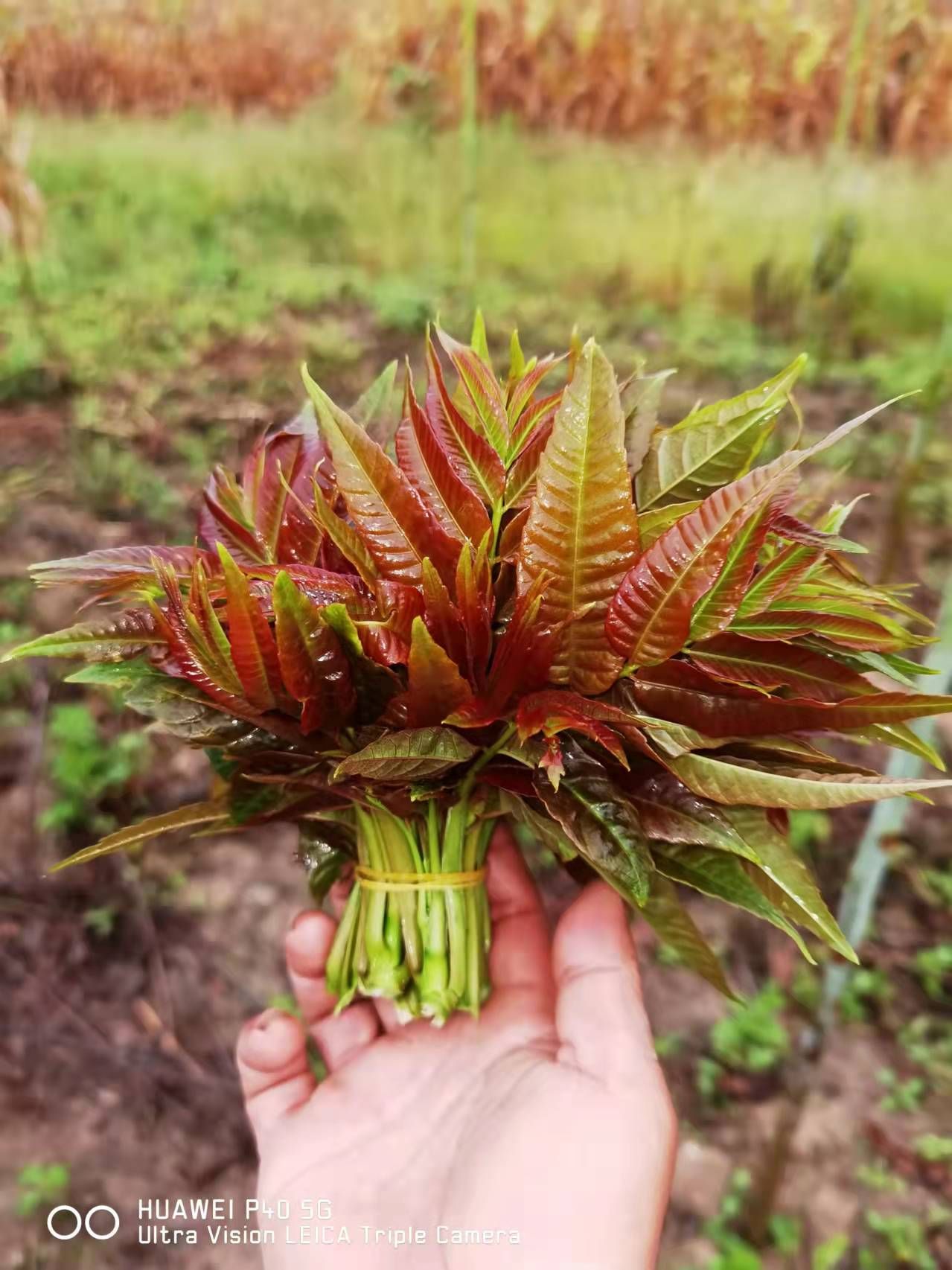 红油香椿  云南四季香椿，基地种植，反季上市，品质有优势