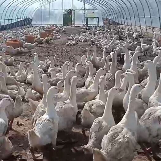 阿旗白鹅 商品鹅