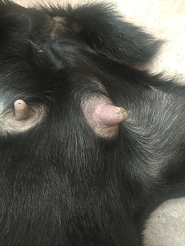 小母羊乳房里边长长阴包有鸭蛋大小采食量下降有痛感给他挤的时候流出