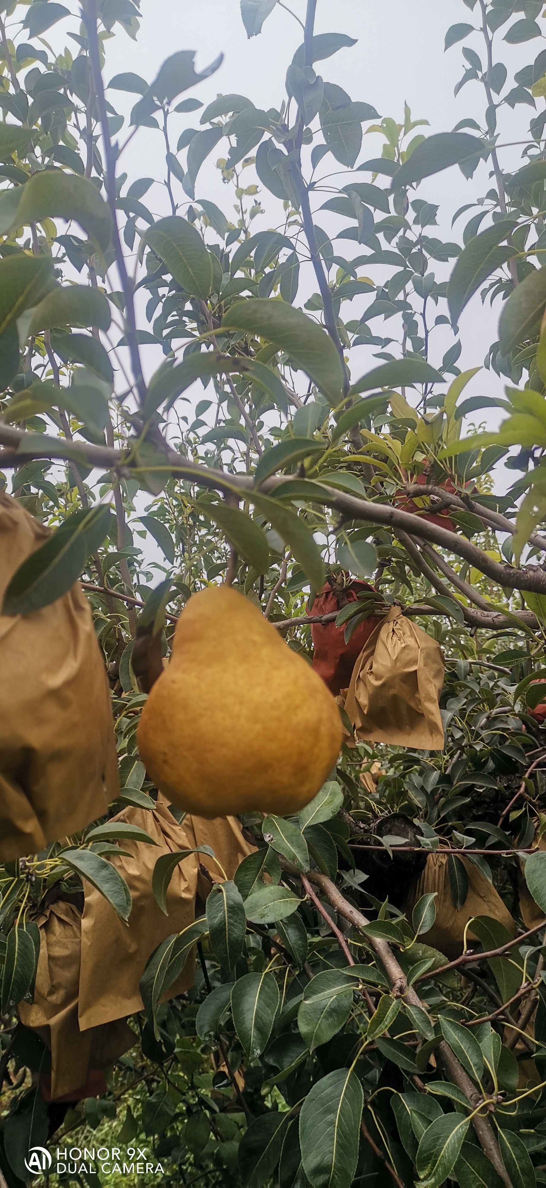 中華丑梨新鮮水果梨子軟糯香甜當季現(xiàn)摘寶寶輔食整箱包郵