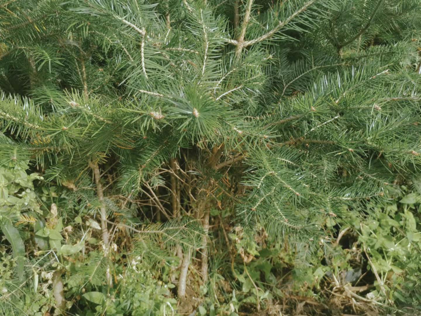冷杉

杯苗高1米左右