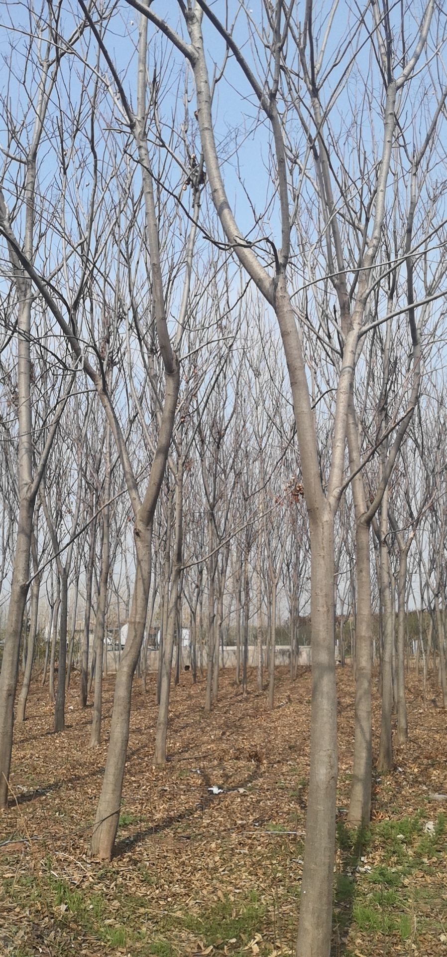 合欢树苗15合欢树价格