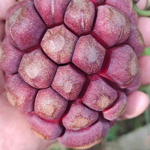 三江县黑老虎果