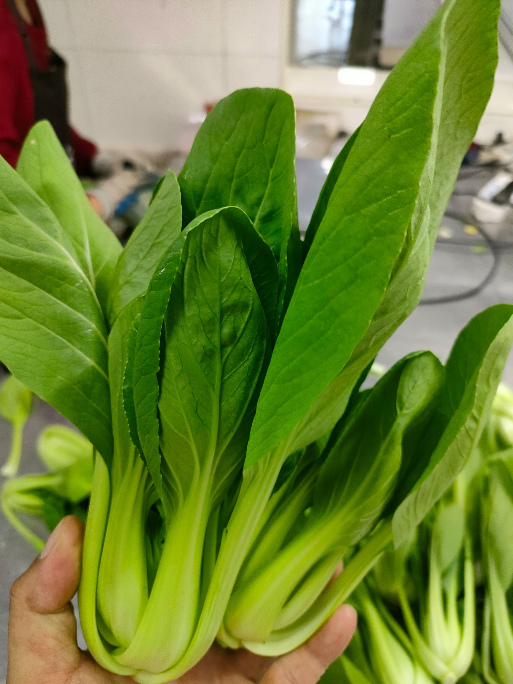 上海青 青菜