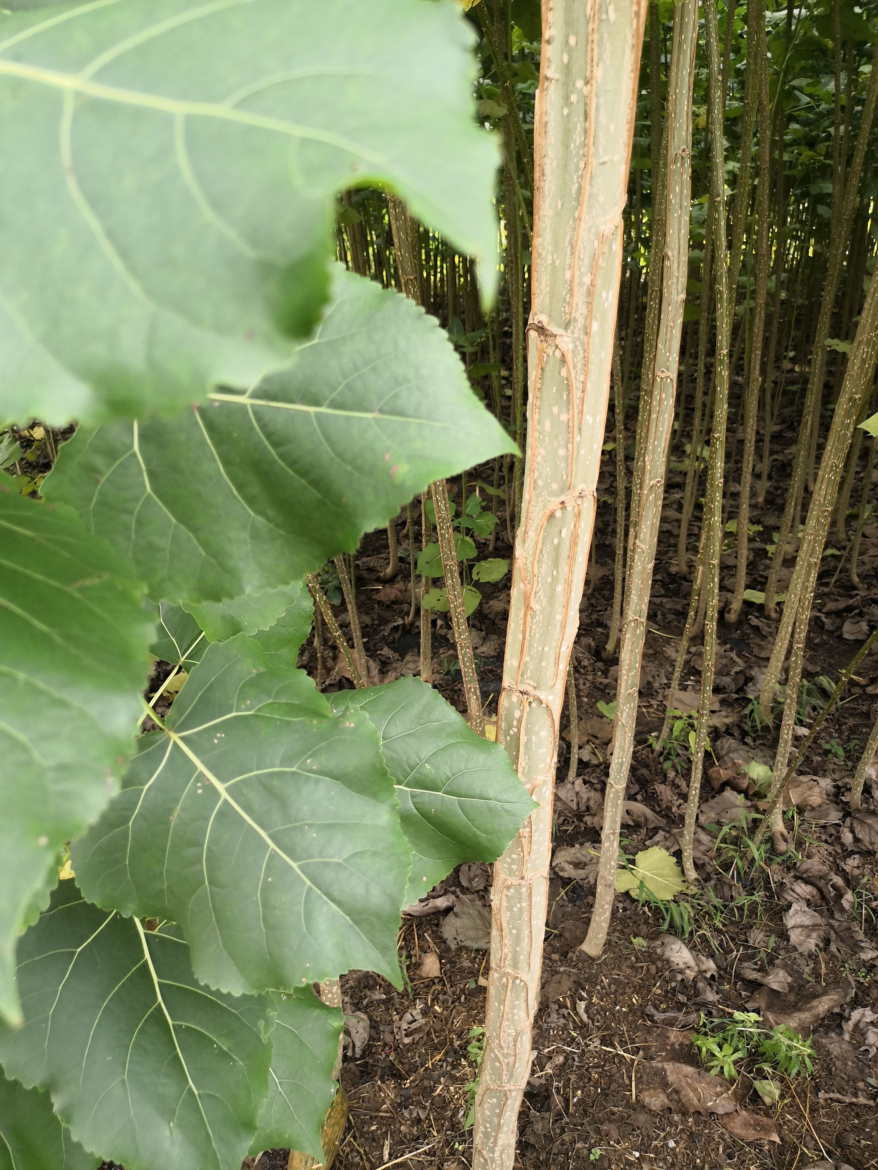 无絮杨3804  江苏省沭阳县无絮速生杨树苗3804 种条