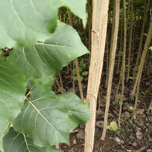 沭阳县无絮杨3804  江苏省沭阳县无絮速生杨树苗3804 种条
