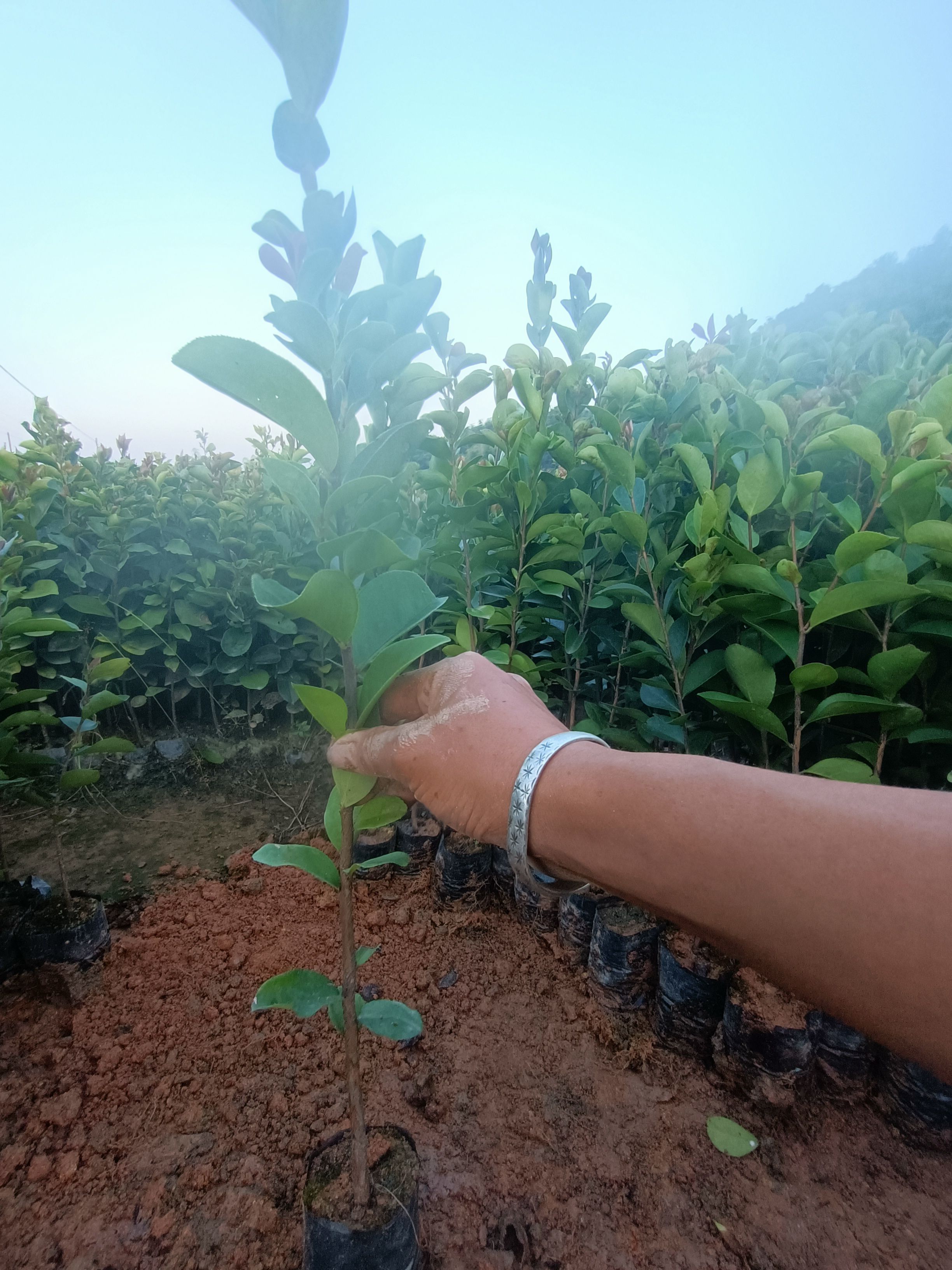 油茶树苗  40公分起油茶苗