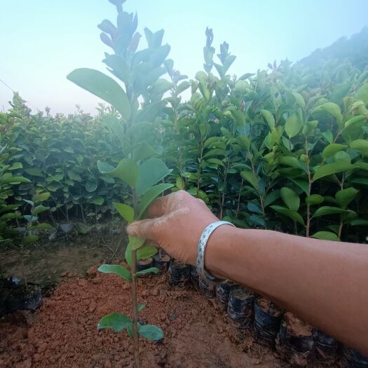 广州油茶树苗  40公分起油茶苗