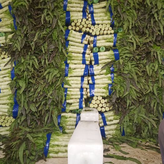 沂南县红叶莴笋  沂南莴苣供应全国各地种植面积大有需要的联系