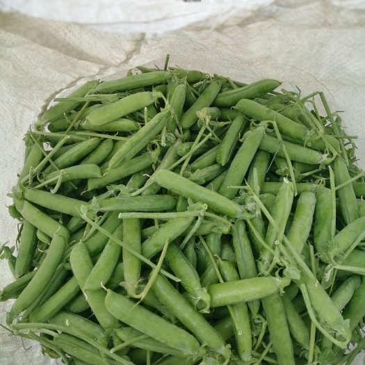 甜豌豆  主要供应青豌豆，青蚕豆，包括中豌，镰刀豌，长寿仁，一系列品种