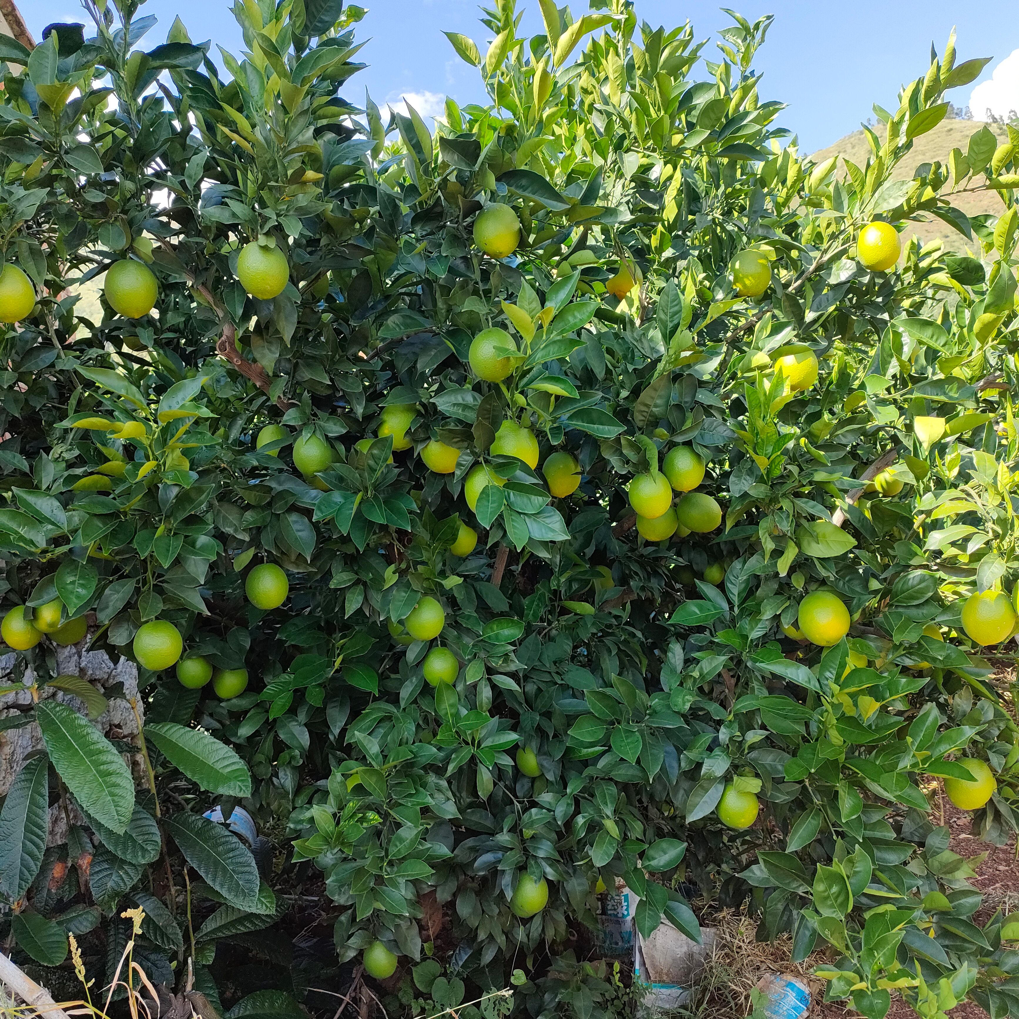 纽荷尔脐橙 云南省大理白族自治州宾川县 