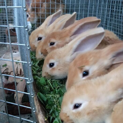 灯塔市 绿色肉兔