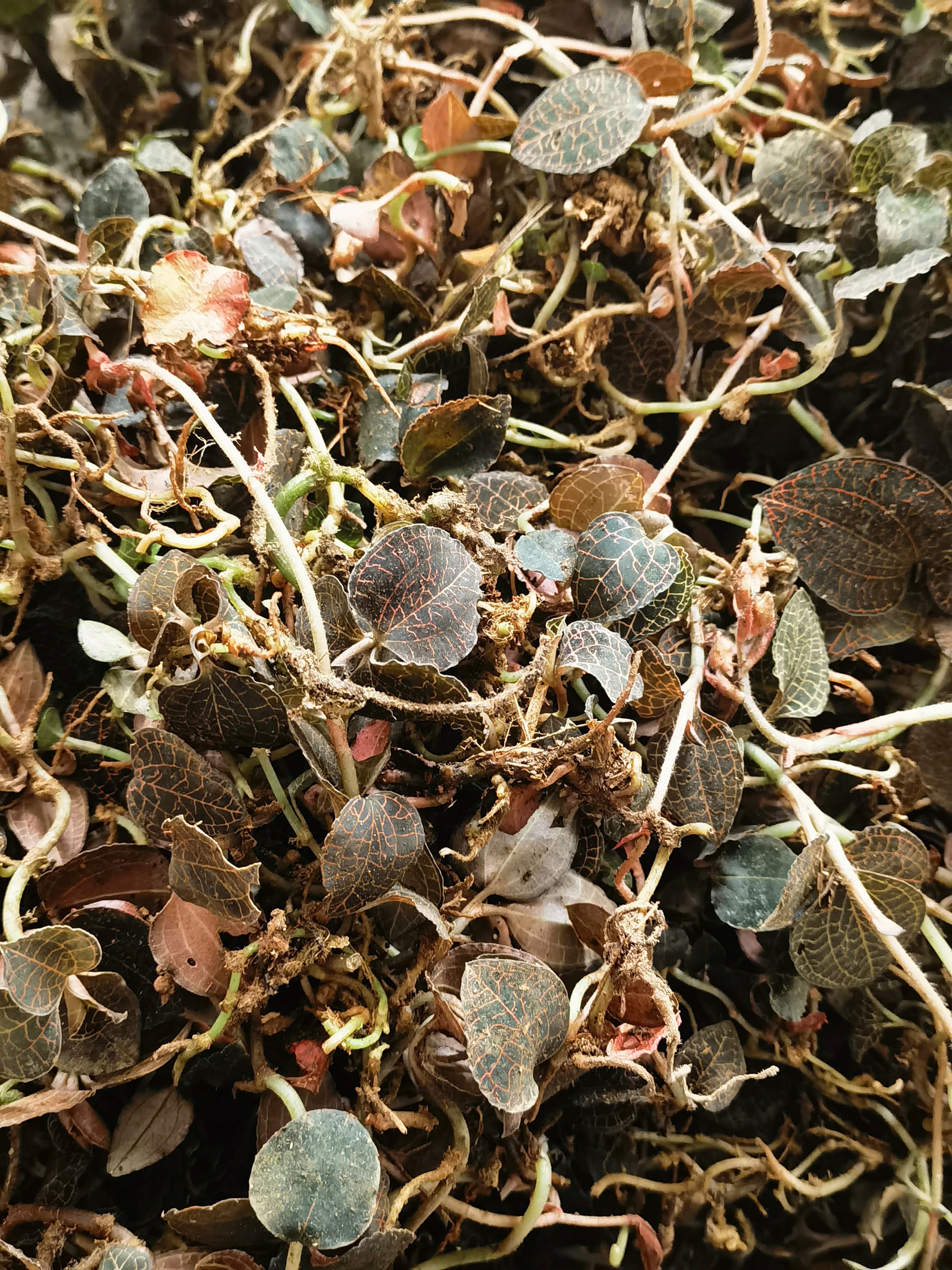 地王蜂蛹  金线莲福建