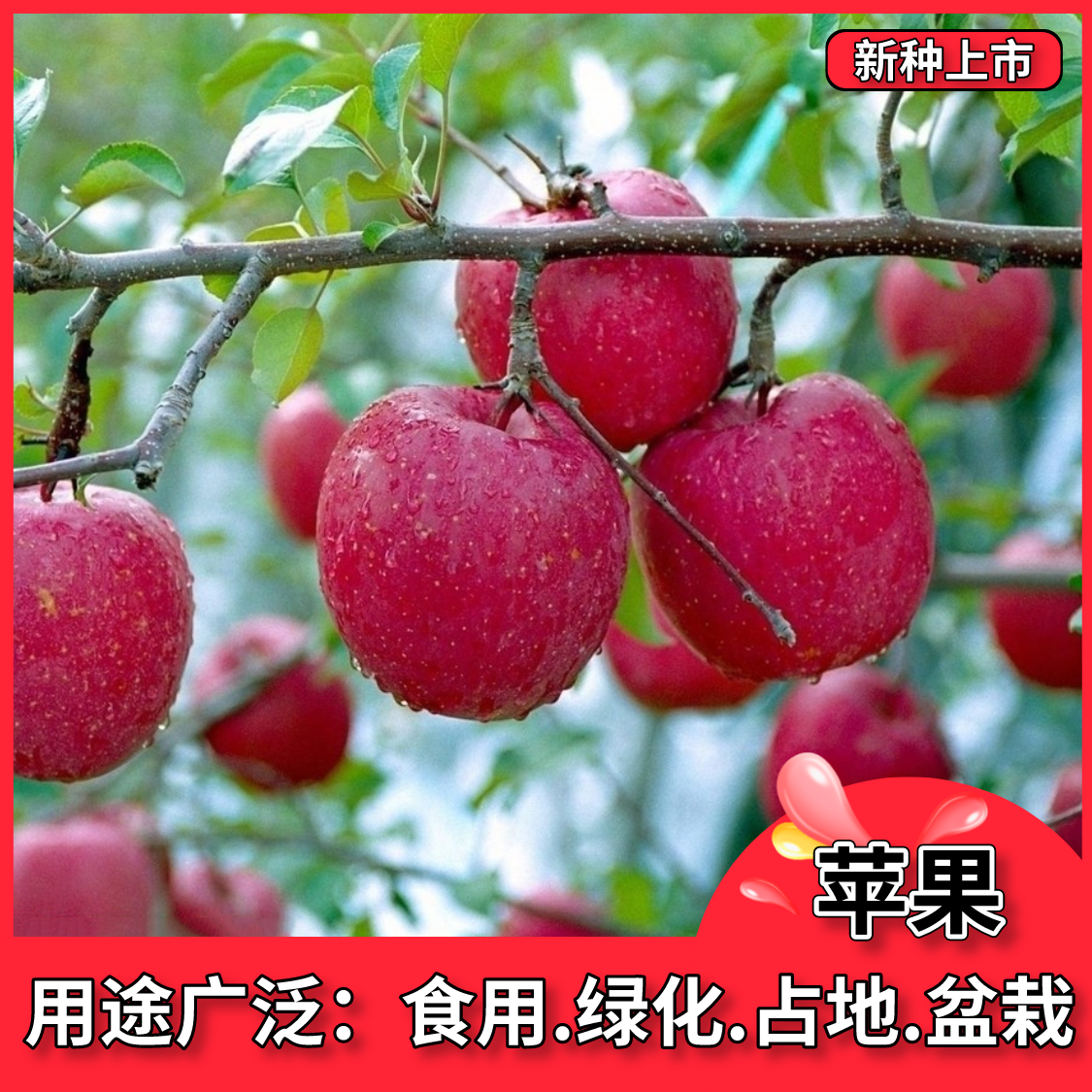沭阳县苹果种子  矮化嫁接苹果树种子四季种植南北方盆栽地栽阳台多年