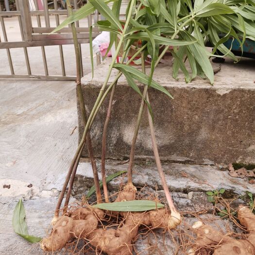 南充鸡头黄精 黄精