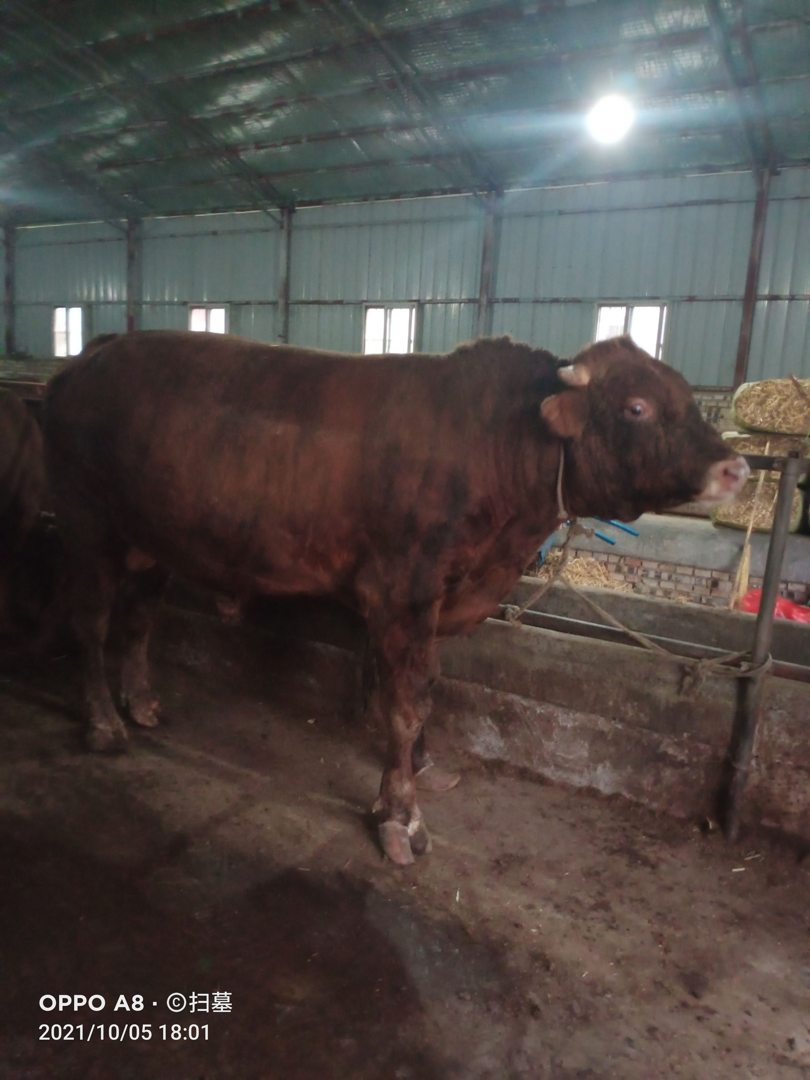 二代杂交牛，肉质鲜嫩可口，甘肃牛交易市场出售牛价格17元/斤