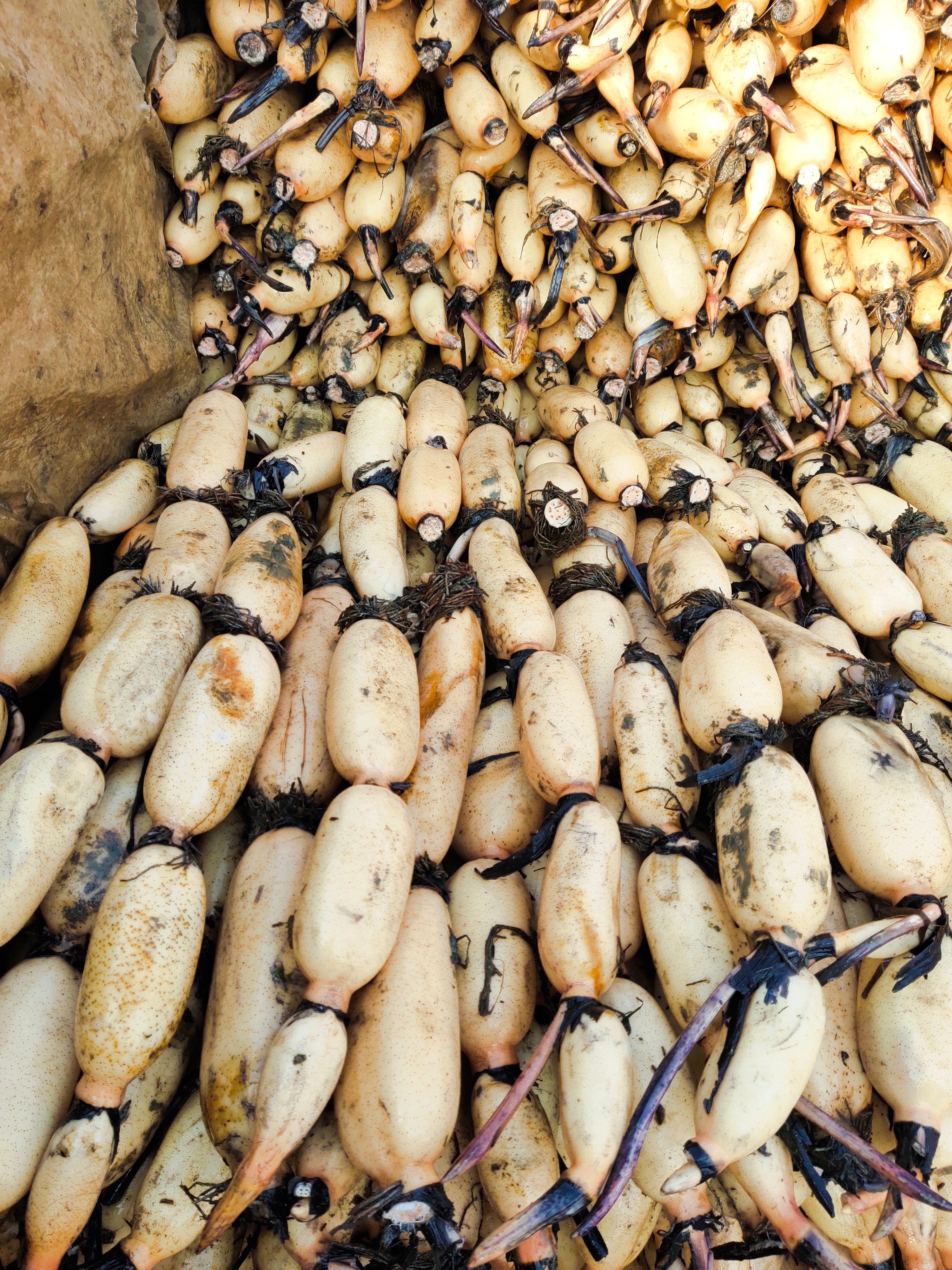 红莲藕  莲藕美人红口感清脆产地直销自家一手货源欢迎采购