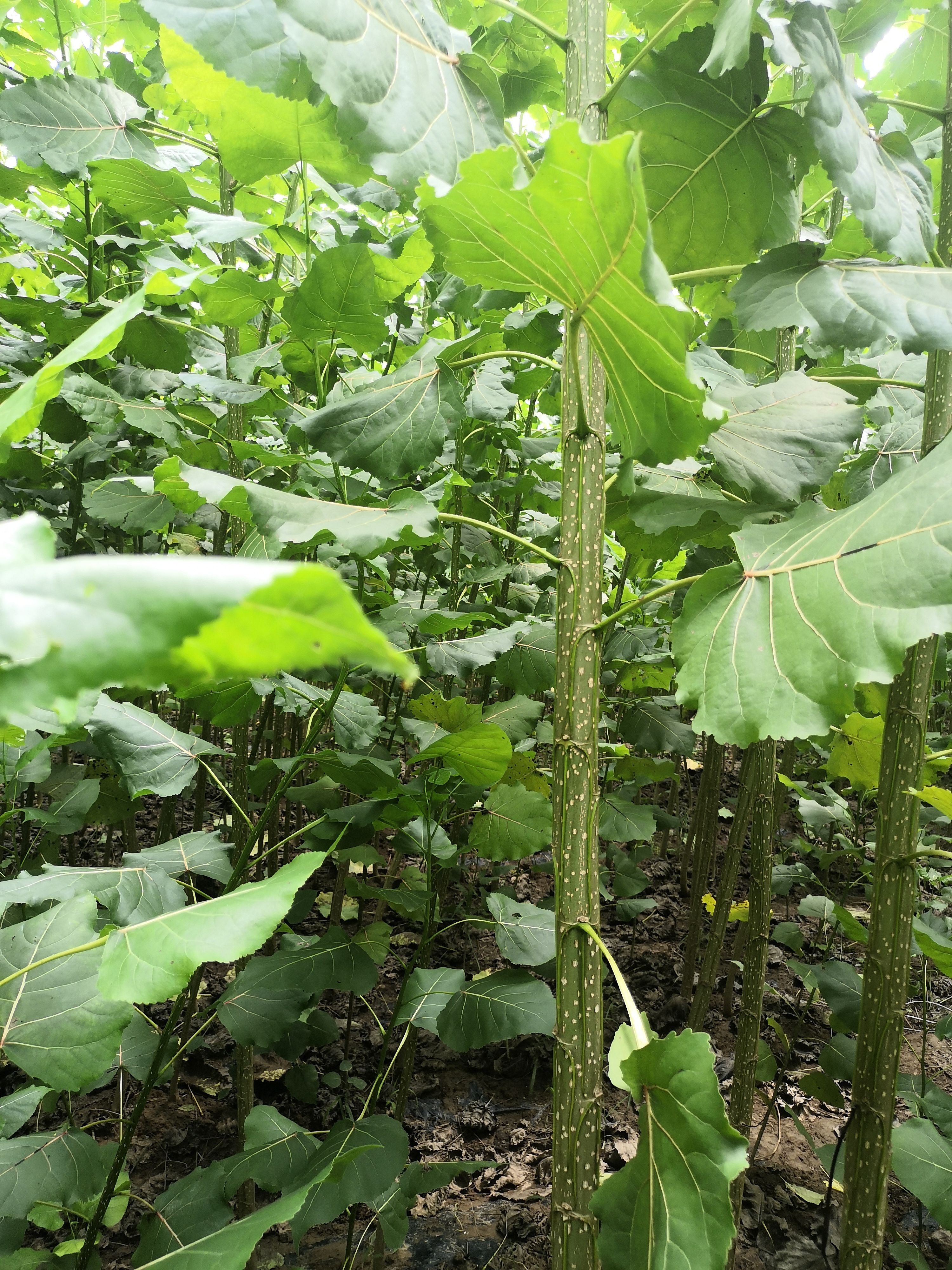 无絮杨3804  江苏省沭阳县无絮速生杨树苗3804 种条
