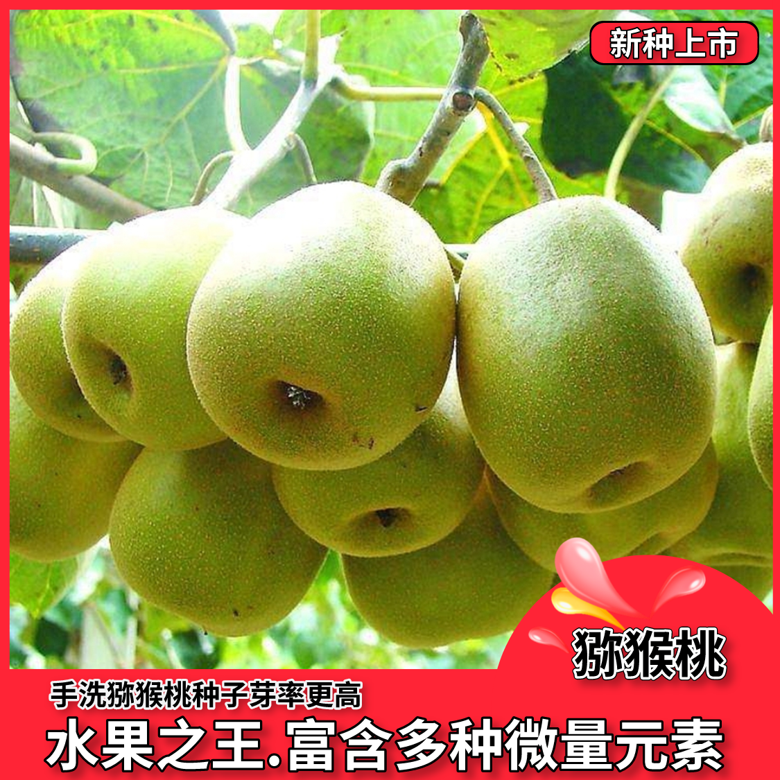 沭阳县猕猴桃种子果树种子奇异果种子红心猕猴桃籽庭院盆栽种籽产地直供