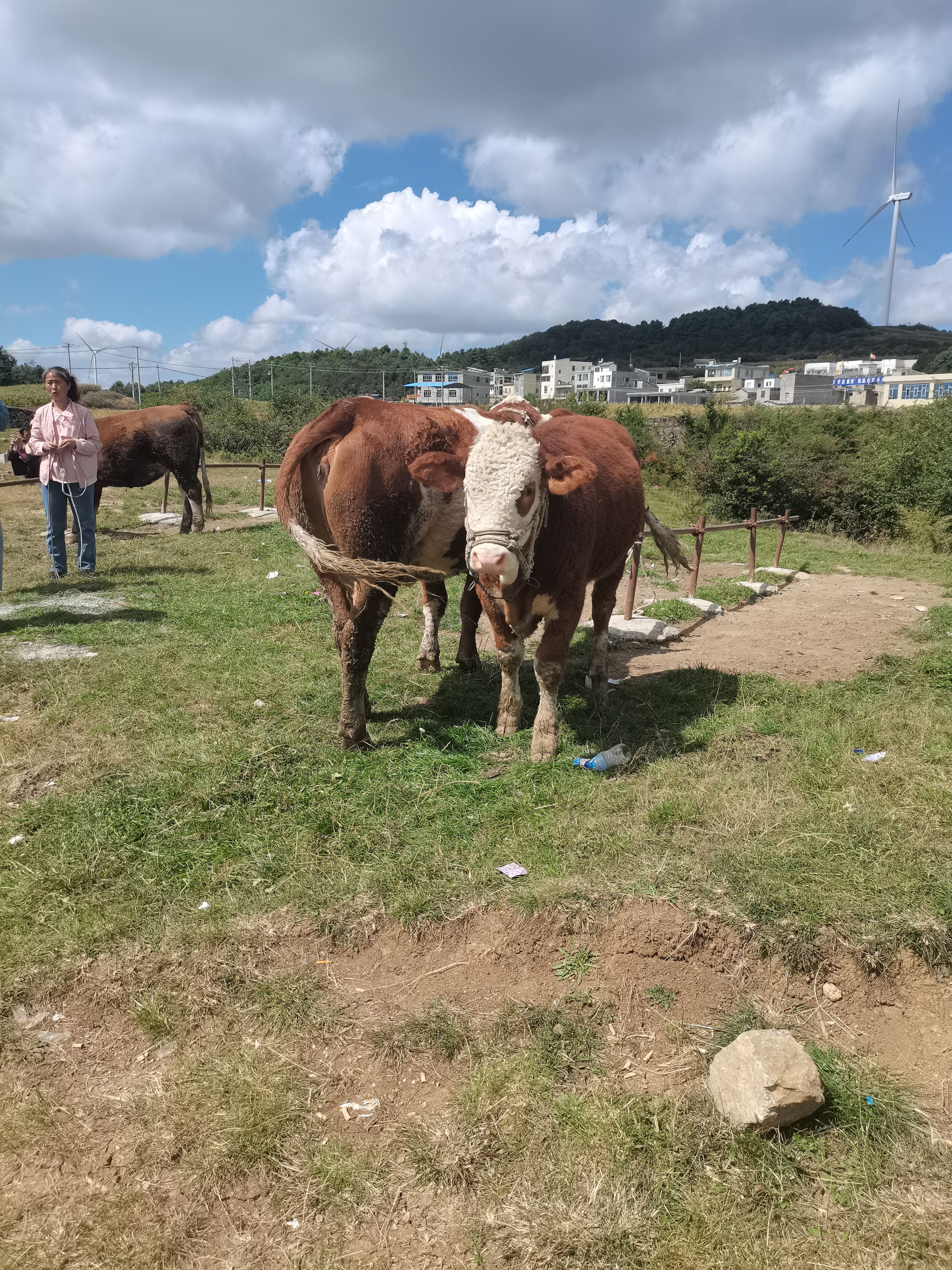 西门塔尔牛 牛，西门塔尔小仔牛