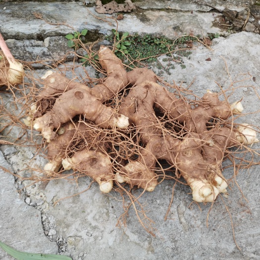南充鸡头黄精 黄精