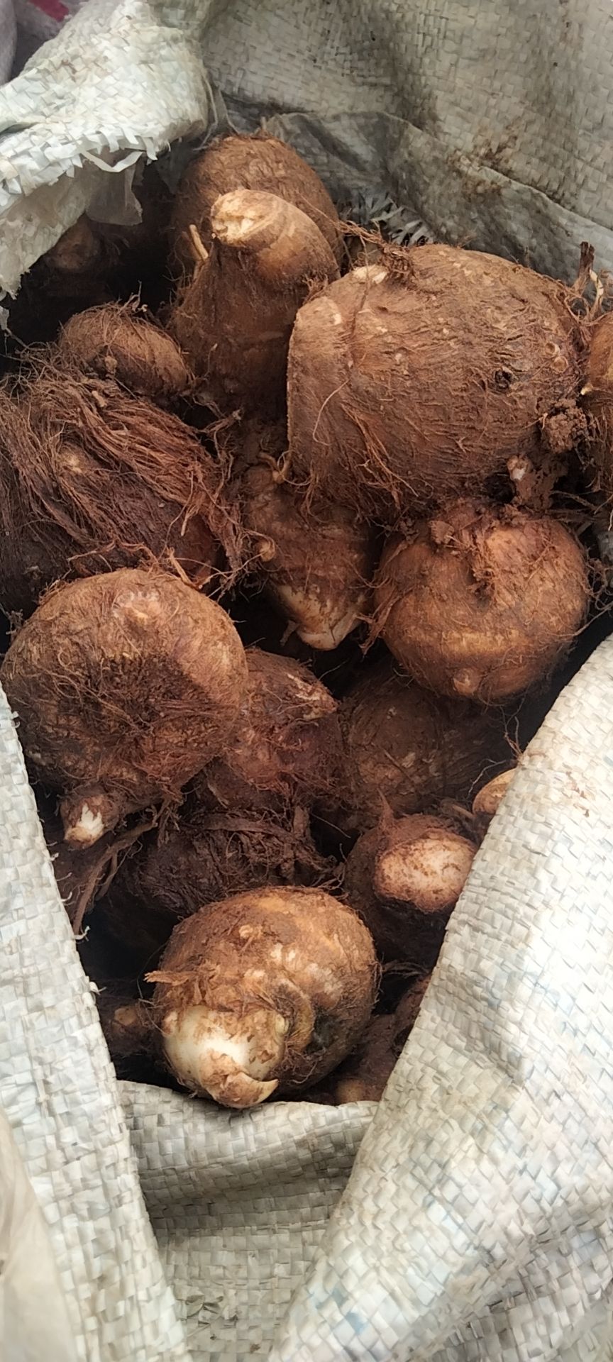 毛芋头  山东沂蒙山红土地芋头，口感香糯，
