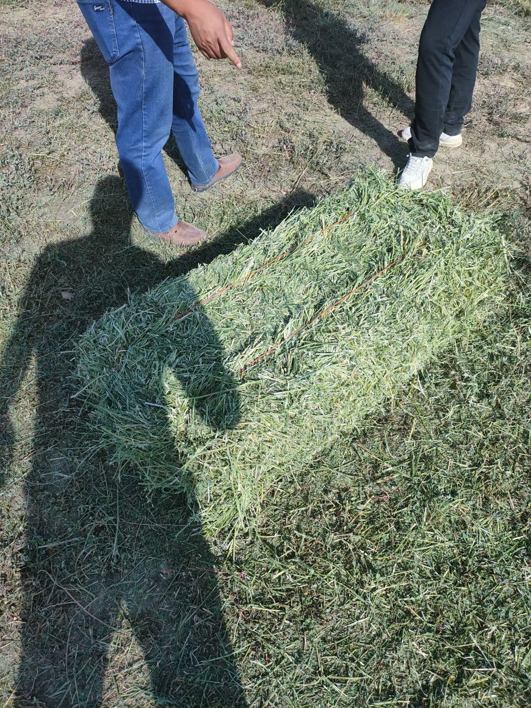 苜蓿草饲料  甘肃玉门大方捆苜蓿草种植基地 玉门苜蓿草价格便