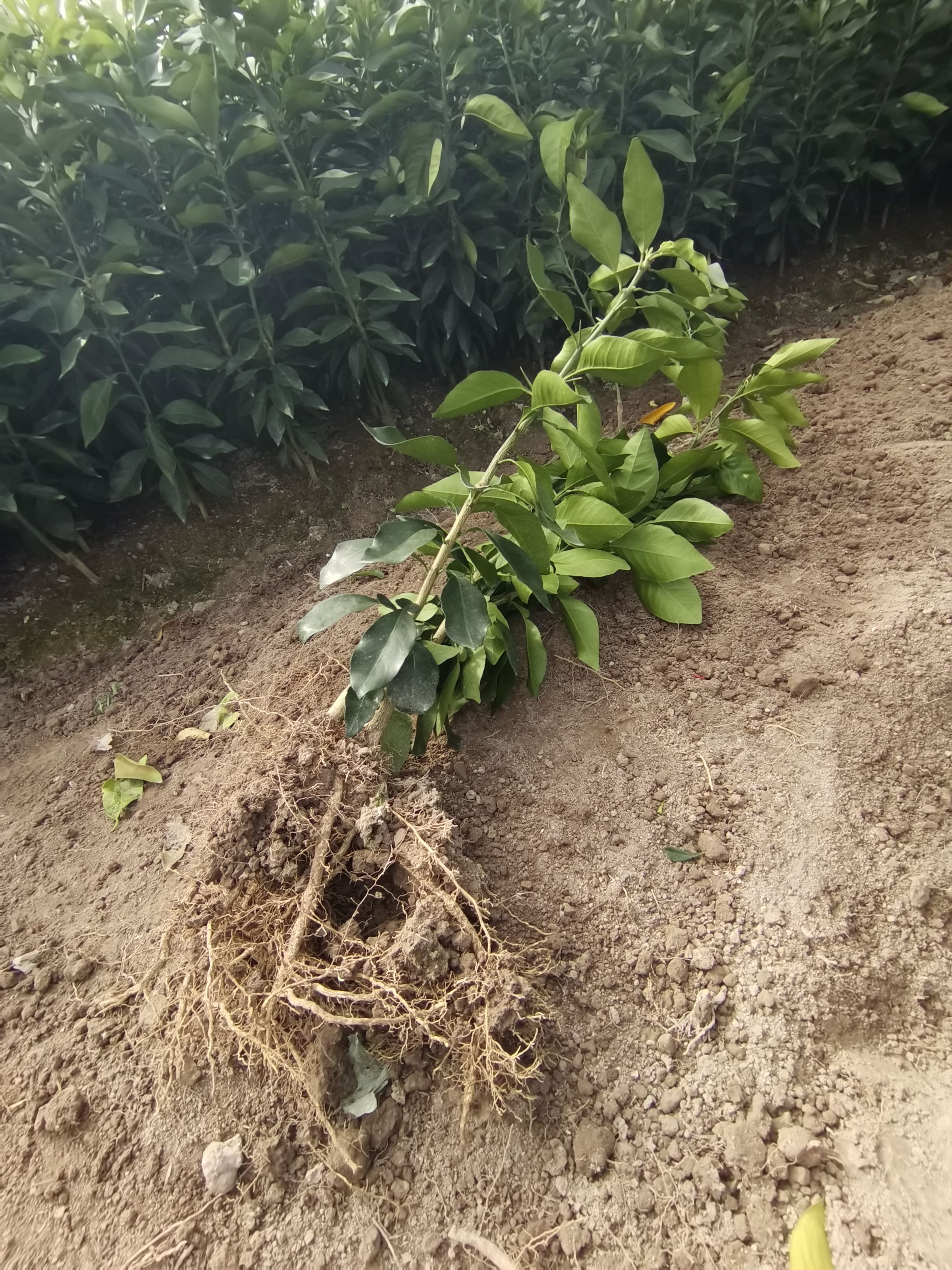 爱媛28号柑桔苗  红美人精品苗（爱媛28号）粗0.7公分