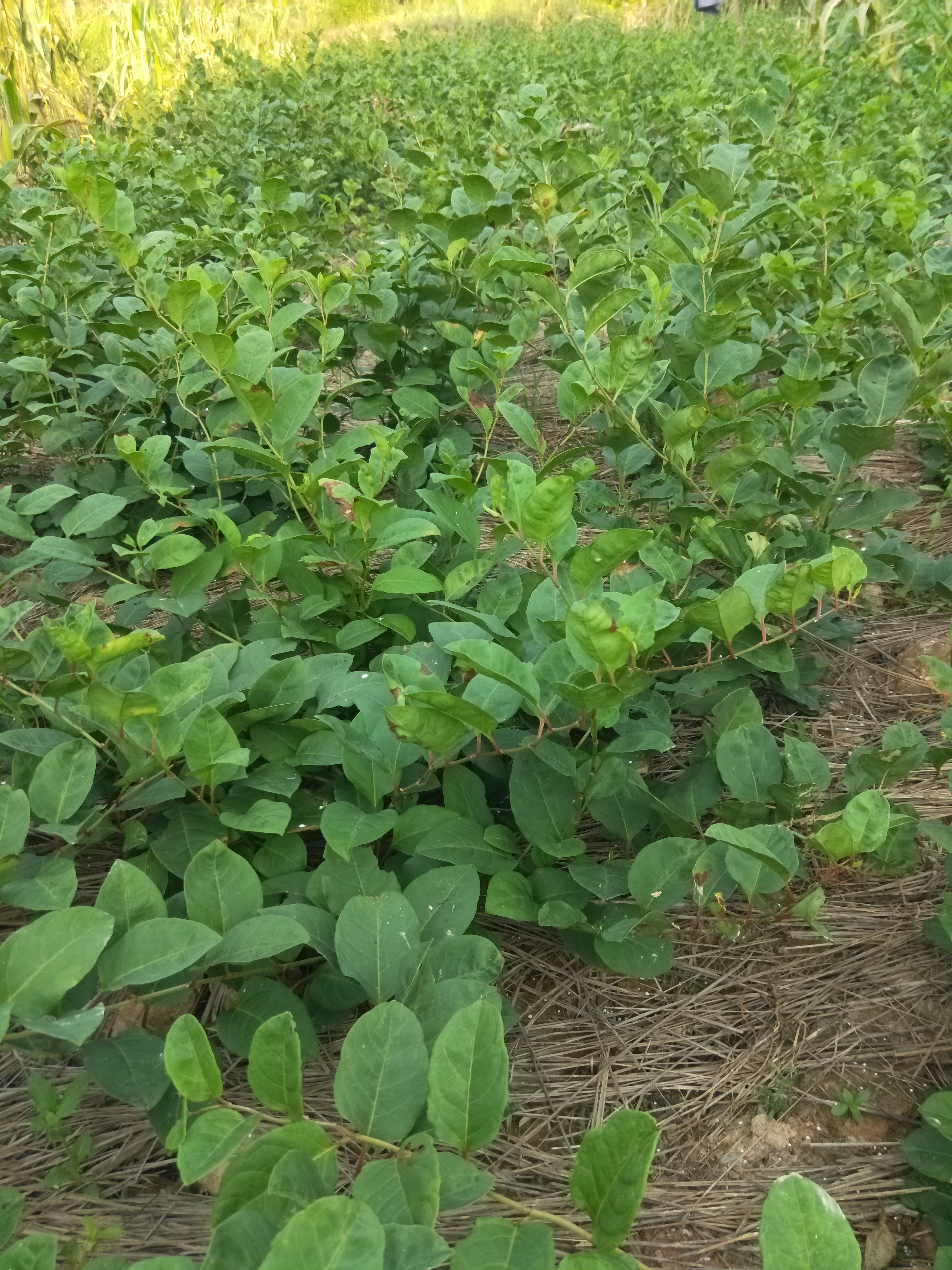 虎杖苗，经驯化~保成活率，包回收，量大从优，免费提供种植技术