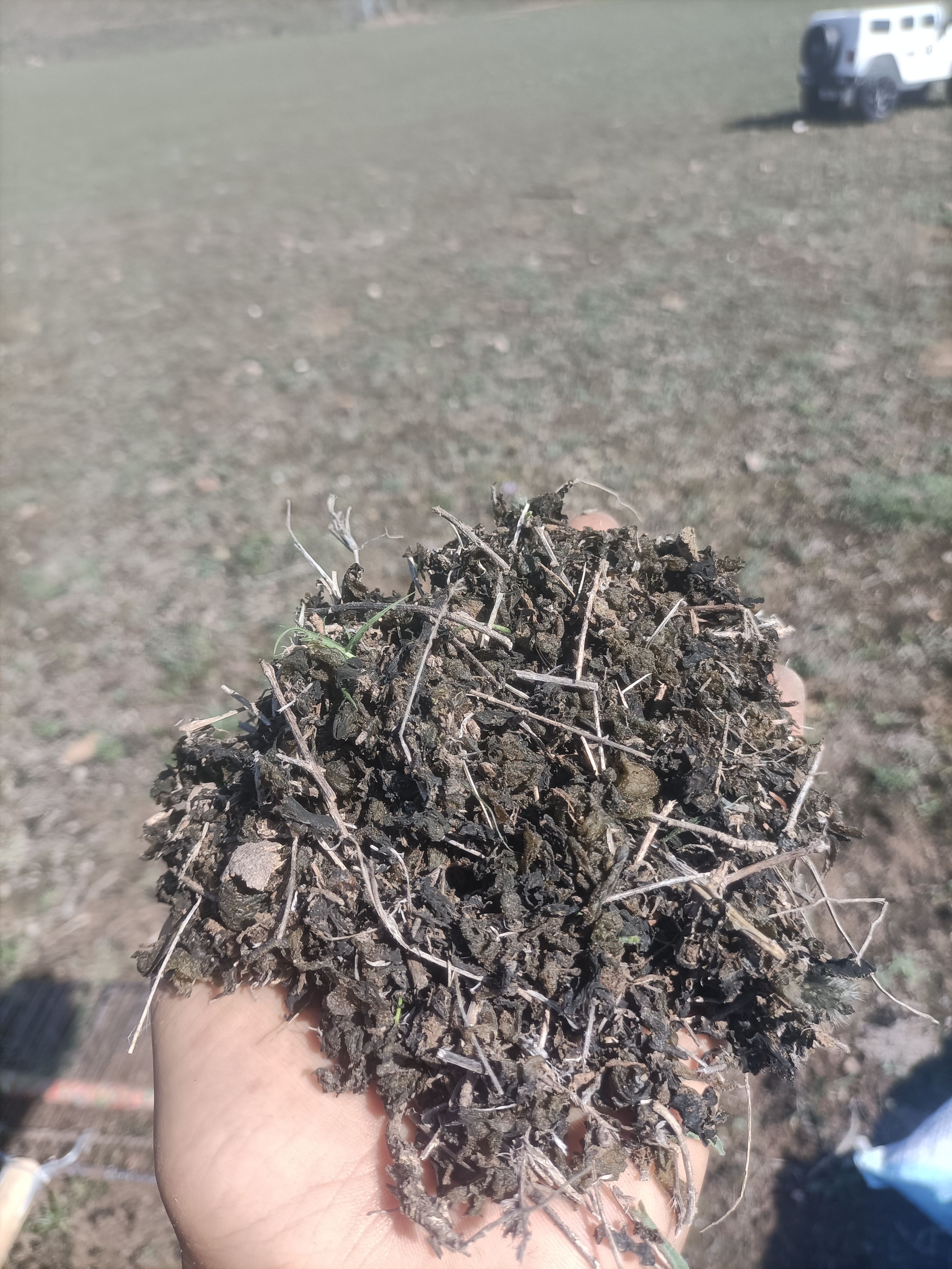 地皮菜  野生地木耳地软