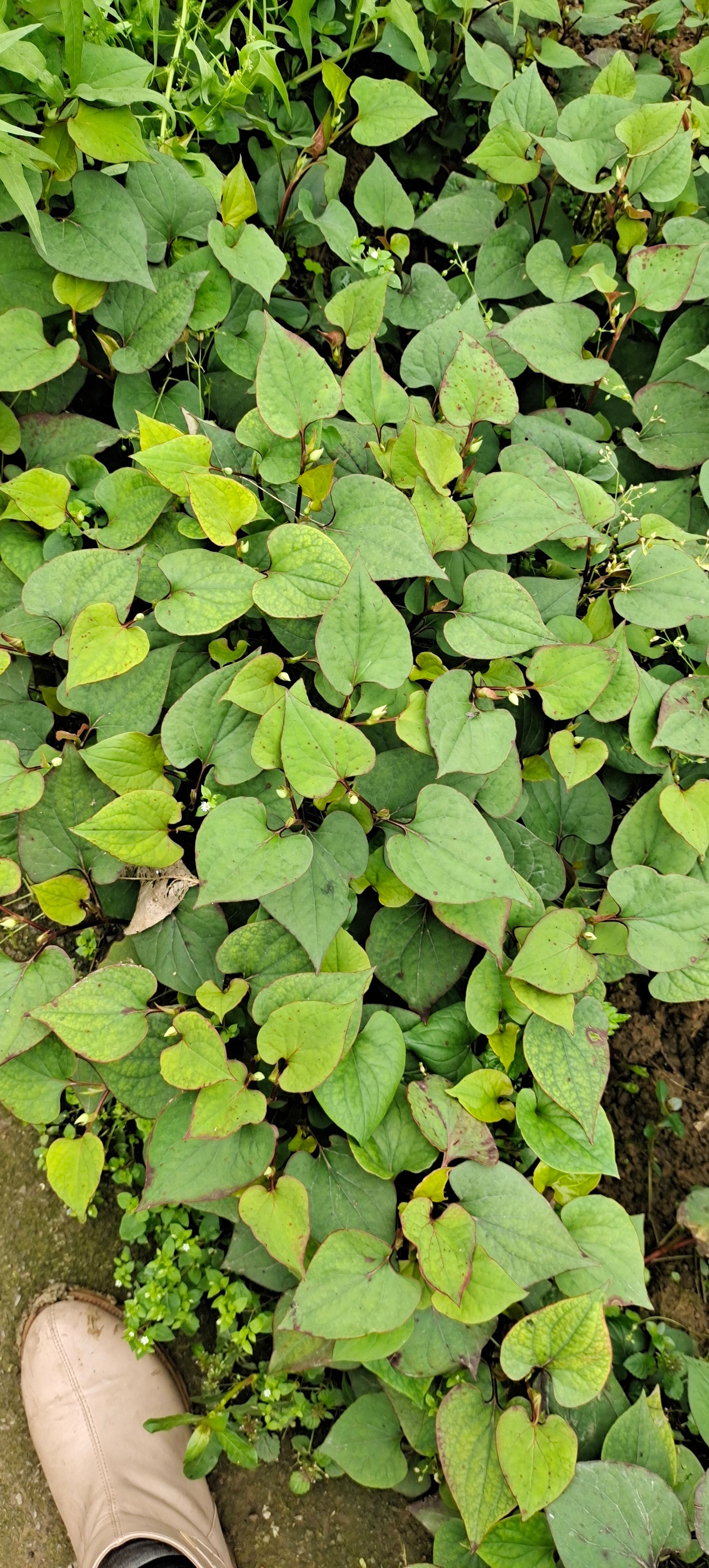 鱼腥草茶2021新茶，水洗精选鱼腥草