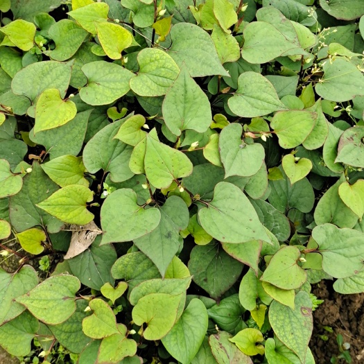 筠连县鱼腥草茶2021新茶，水洗精选鱼腥草