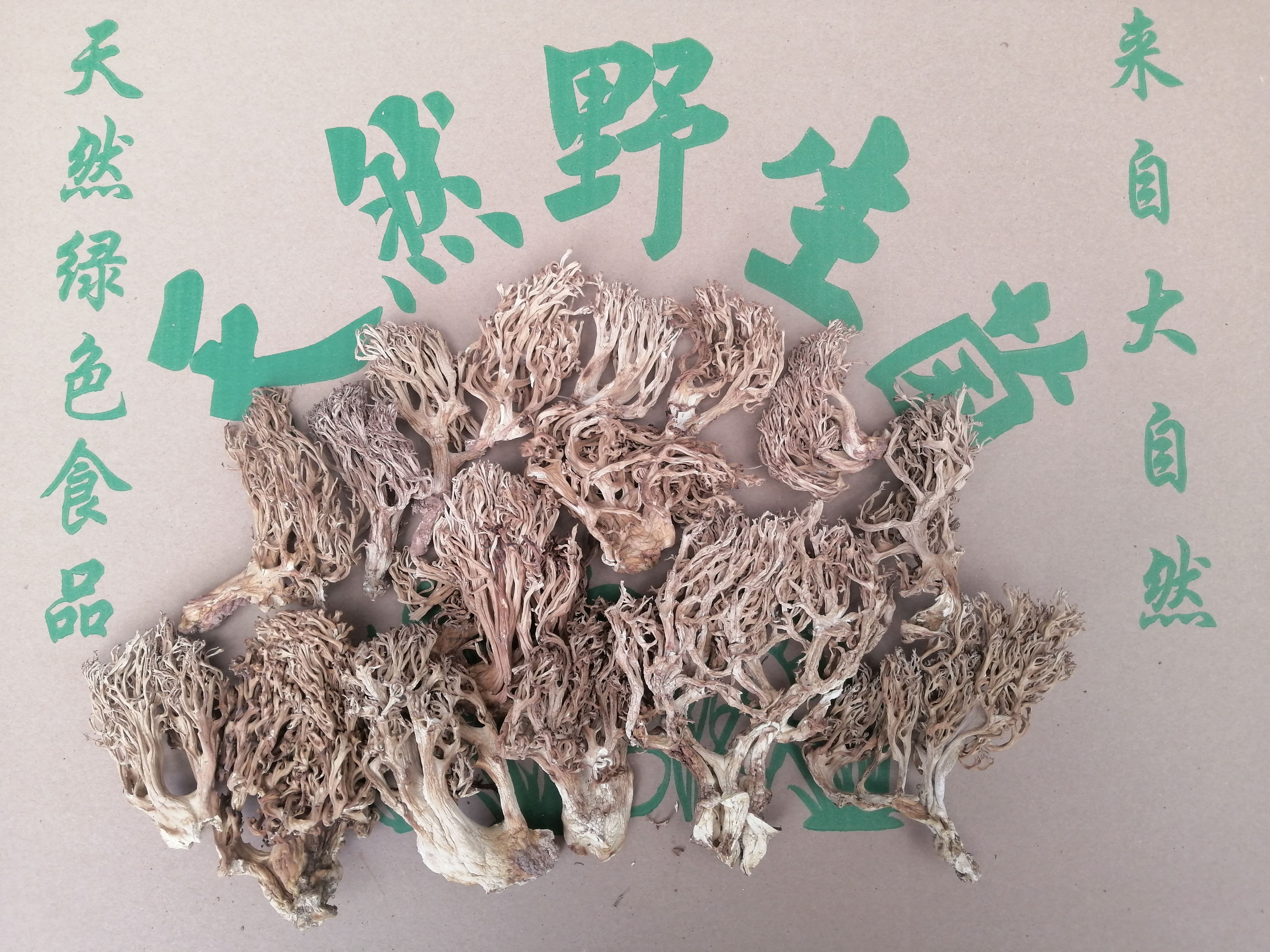 栾川县扫把菇 扫把菌，珊瑚菌