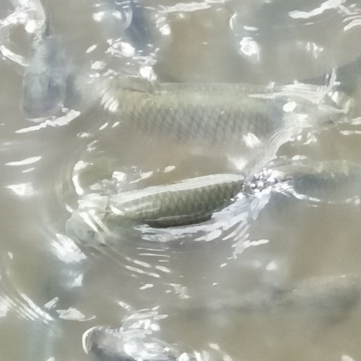 陆良县厚子鱼 饲料加草龙潭水