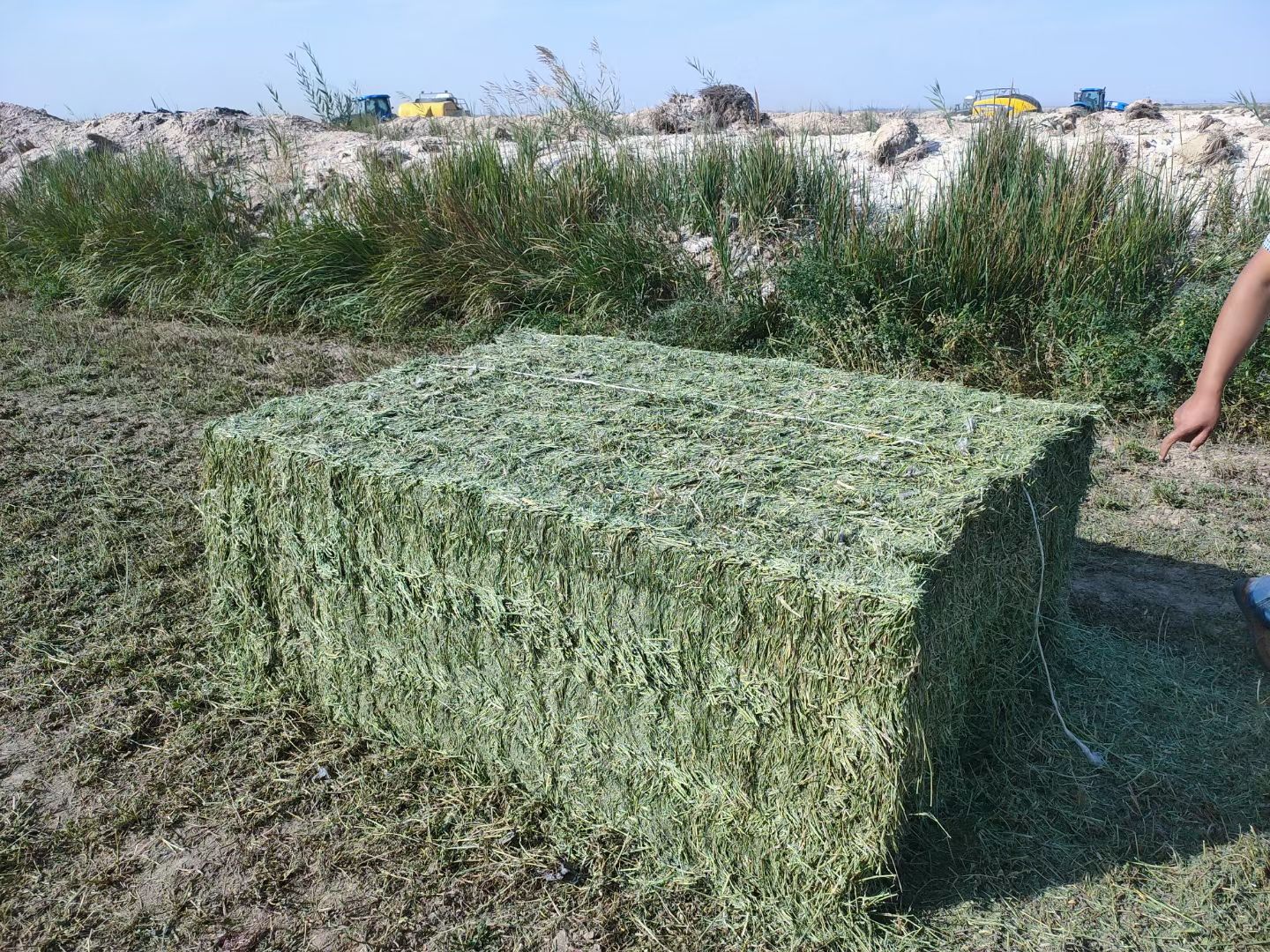 苜蓿草饲料  甘肃玉门大方捆苜蓿草种植基地 玉门苜蓿草价格便
