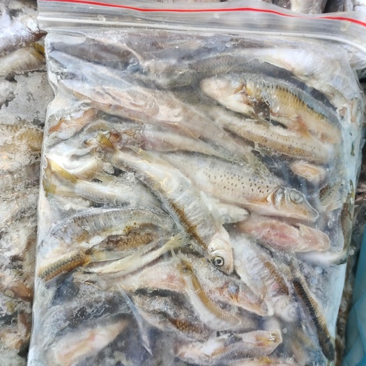 东源县马口鱼 杂鱼