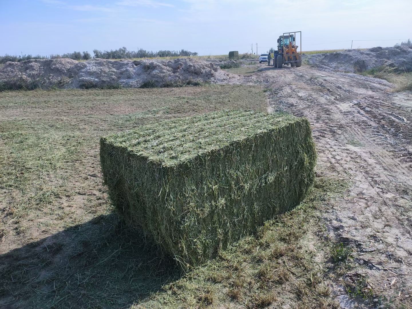 苜蓿草饲料  甘肃玉门大方捆苜蓿草种植基地 玉门苜蓿草价格便