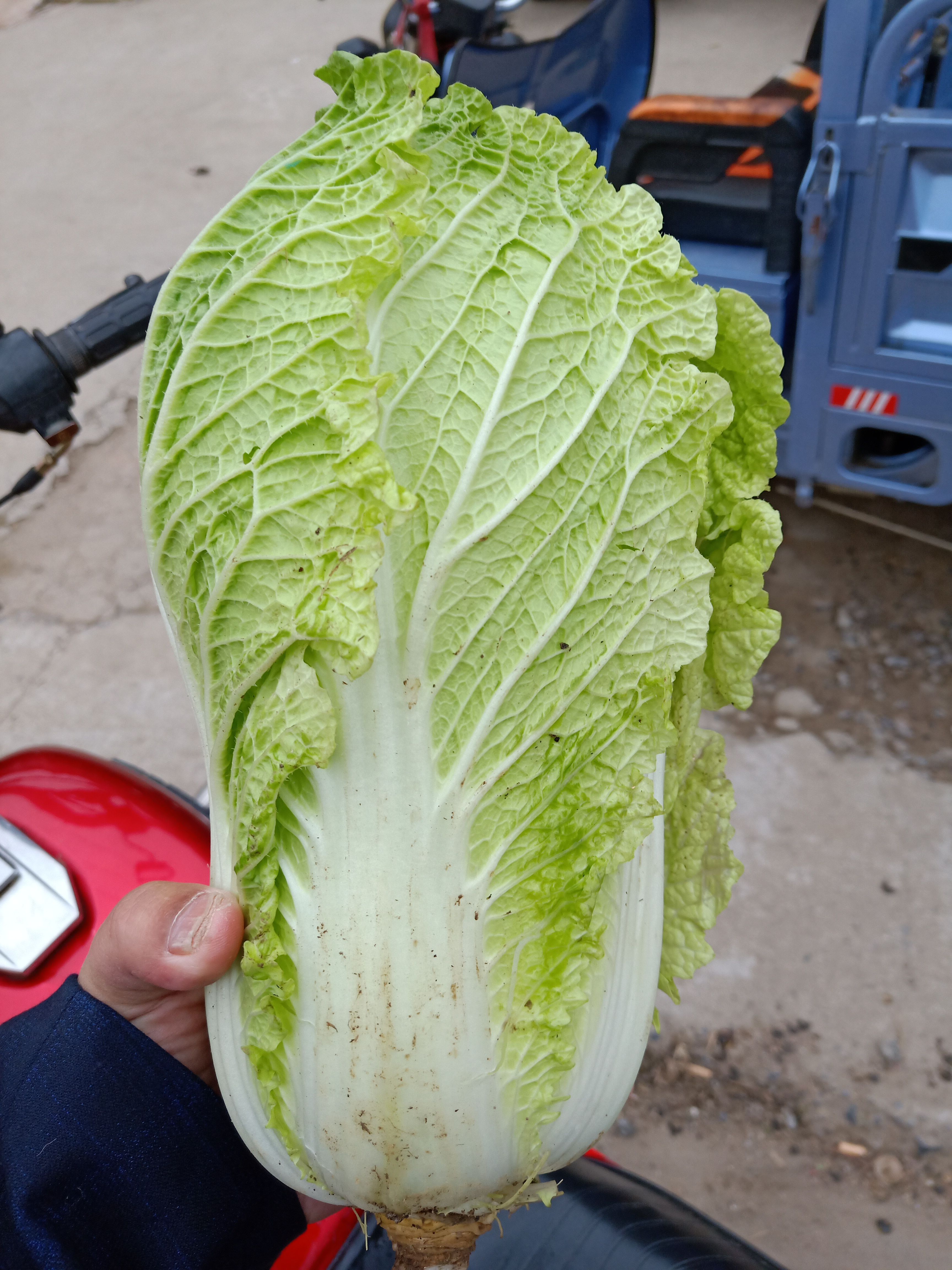  黄心大白菜